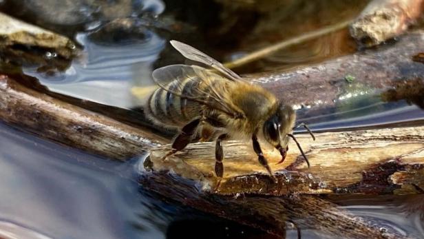 Bienen brauchen bei Trockenheit Unterstützung