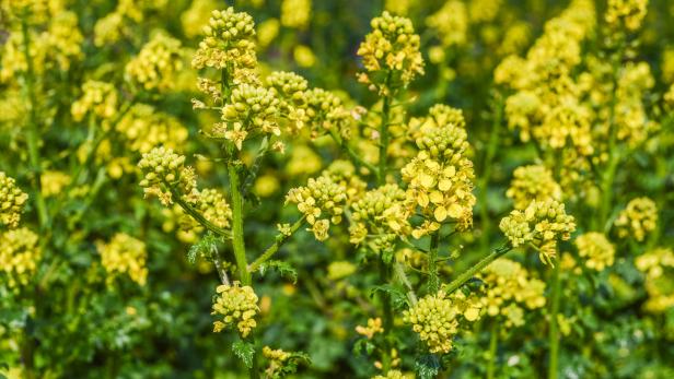 Gelbe Blütenpracht: Warum der Senf-Anbau immer schwieriger wird