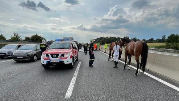 Pferdetransporter stürzte auf Westaubahn um