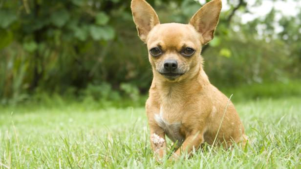 Polizei beschlagnahmt 49 Chihuahuas in 40 Quadratmeter Wohnung