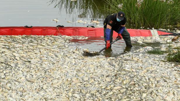 Bis zu 100 Tonnen tote Fische: Wollte Polen die Tiertragödie verschweigen?