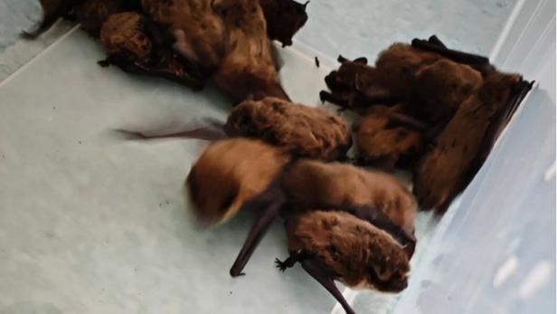 Fledermaus-Invasion im Krankenhaus in Zagreb