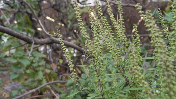 Ragweed im Waldstück