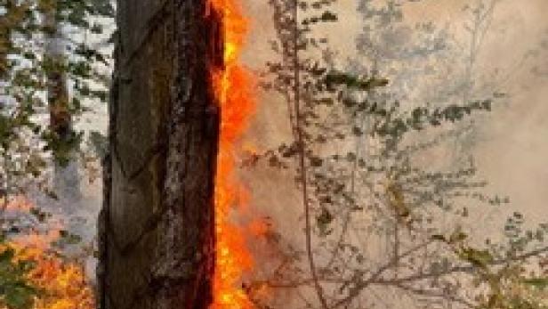 Großflächiger Waldbrand bei Bad Vöslau löst Großalarm aus