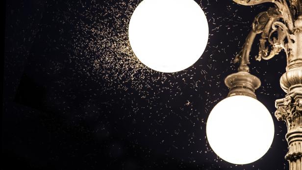 Zwei leuchtende Kugellampen ziehen Insekten in der Dunkelheit an.