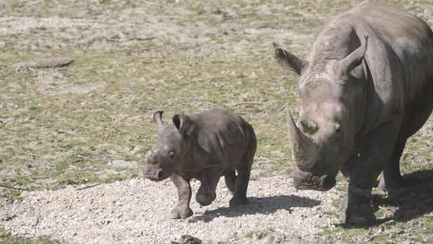 Dank Corona: Nashorn-Wilderei und Horn-Schmuggel rückläufig 