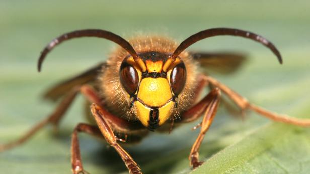 Hornissenattacke: Ist die Angst vor den Tieren berechtigt?