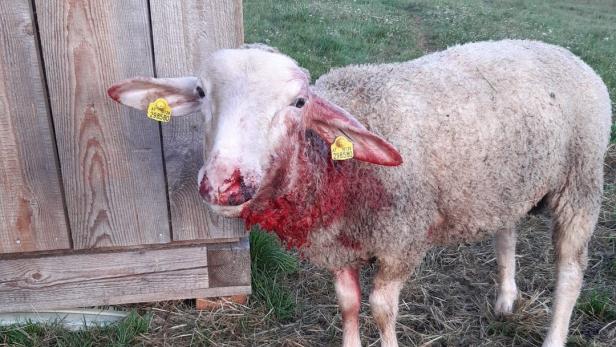 Eines der schwer verletzen Schafe in Langschlag. Die Tiere mussten notgeschlachtet werden