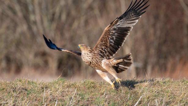 Kaiseradler fliegt auf.