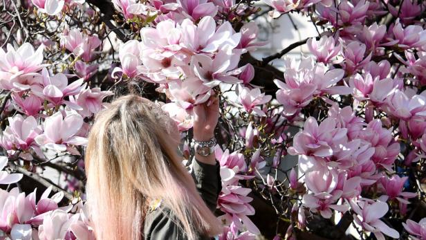 Was kann denn der Magnolienbaum dafür?