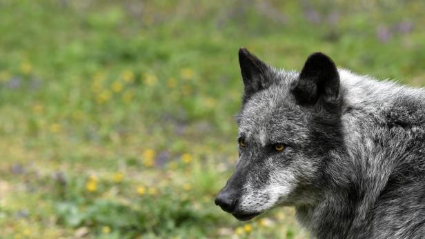 Vier Wolfsrisse im Waldviertel bestätigt