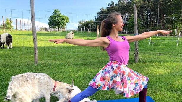 Tierische Entschleunigung beim Yoga mit Ziegen