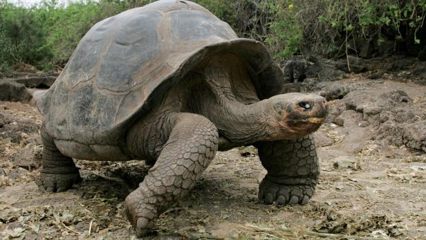 Riesenschildkröten werden auf den Galápagos-Inseln gejagt