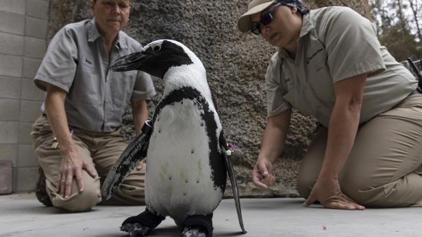 Kranker Pinguin im Zoo von San Diego erhält orthopädische Schuhe