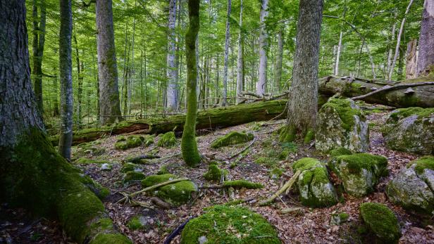Wald in Mittel- und Westeuropa ist hohem Klimarisiko ausgesetzt