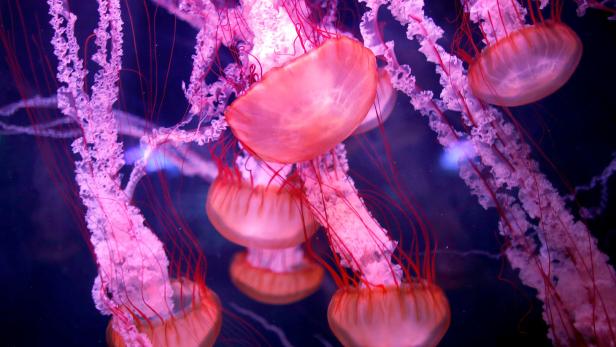 Jellyfish Hair: Der Topfschnitt für Fortgeschrittene
