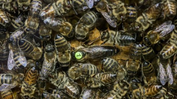 Rassismusvorwurf: Wie es Kärntner Bienen in die New York Times schafften