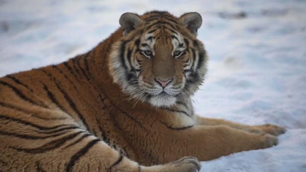 Zahl der Sibirischen Tiger in Russland fast verdoppelt