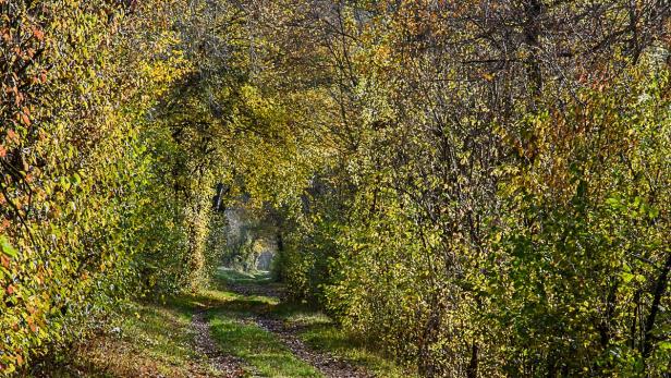 Spaziergang im Herbstwald – ein Naturabenteuer