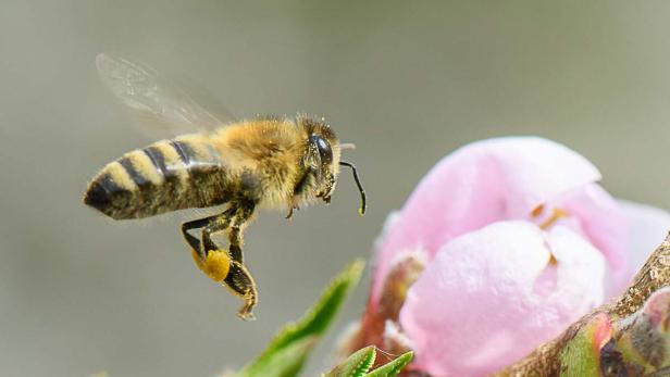 Bienen – unsere Lebensmittel-Lieferanten: kennenlernen & schützen