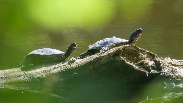 Welttierschutztag – weil unsere Tierwelt Schutz braucht