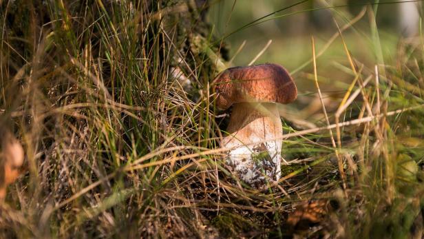 6 Tipps zum Pilze sammeln und Schwammerl suchen
