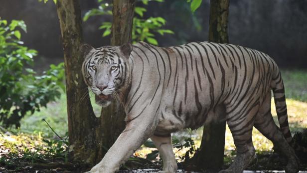 Slowakische Polizei sucht nach ausgebüxtem ukrainischen Tiger