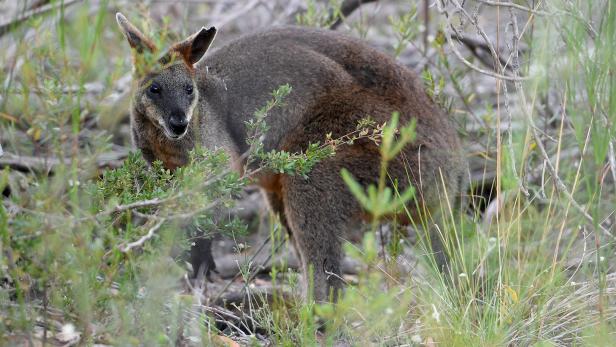 Entwischt: Ein Känguru ist in Vorarlberg auf der Flucht