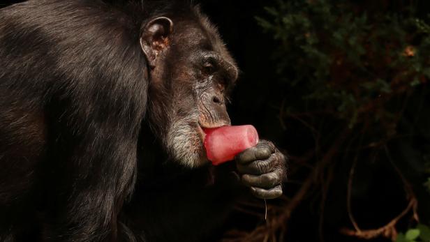 Entlaufener Schimpanse kehrt auf dem Fahrrad heim in den Zoo in der Ukraine