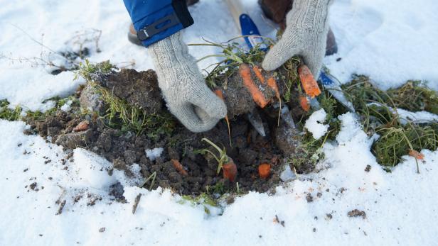 Jemand erntet im Winter Karotten aus einem schneebedeckten Garten.