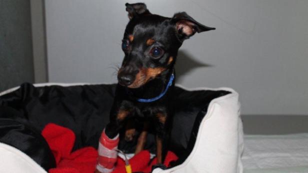 Ein kleiner, schwarz-brauner Hund mit einem Verband am Bein sitzt in einem Hundebett.