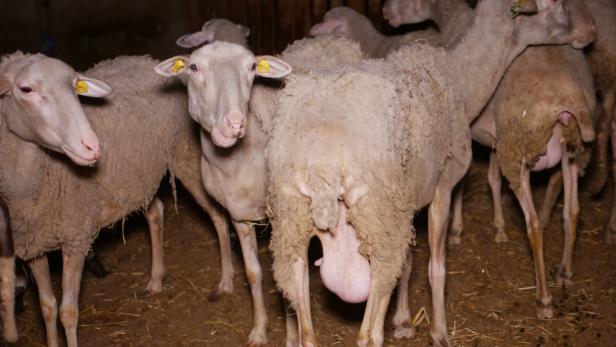 Missstände in Mastbetrieb in NÖ: Tierhalteverbot wird geprüft