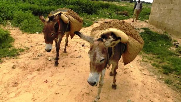 Tausende von geschmuggelten Eselpenissen beschlagnahmt