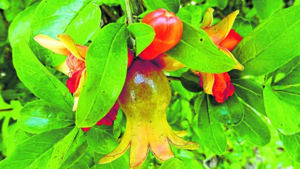 Mikroorganismen bringen Granatapfelbaum zum Blühen