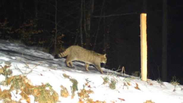 Erstmals Europäische Wildkatze in Vorarlberg nachgewiesen