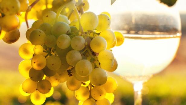 Eine Traube Weißwein hängt vor einem Glas Weißwein im Sonnenlicht.