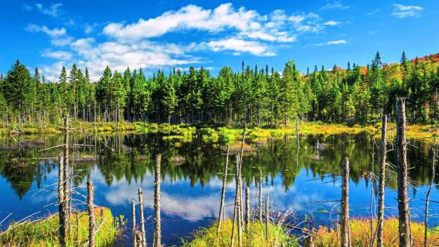 Magische Welt der Wälder: In der Wurzel liegt die Kraft