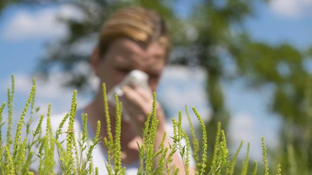 Hohe Belastung mit Ragweedpollen vor allem in Ostösterreich