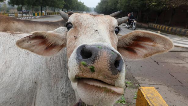 Eine Kuh steht auf einer Straße und frisst Gras.