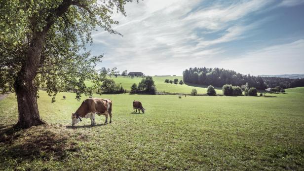 Österreich schönste Wanderwege: Hoteliers verraten ihre persönlichen Highlights in den Bergen