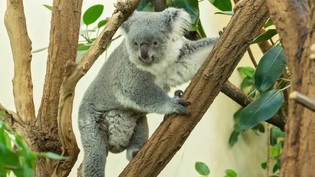 Tiergarten Schönbrunn:  Die Koalas haben Nachwuchs