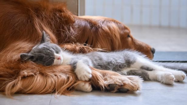 Ein Hund und eine Katze teilen sich den Schlafplatz