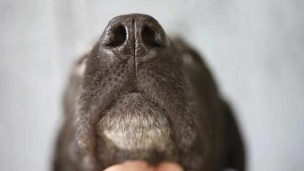 Studie: Hunde erkennen am Geruch, ob Menschen unter Stress stehen