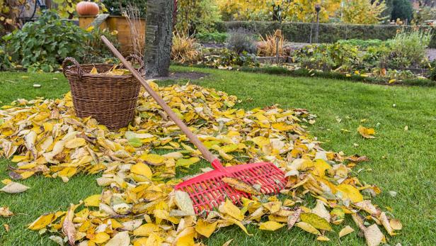 Expertentipps für die Rasenpflege im Herbst