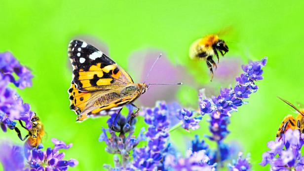 few honeybee and butterfly on lavender flowers in panoramic view