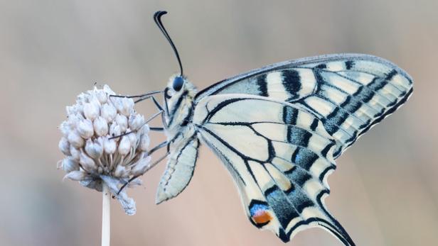 Artenschutz: Die schönsten Fotos von heimischen Insekten ausgezeichnet