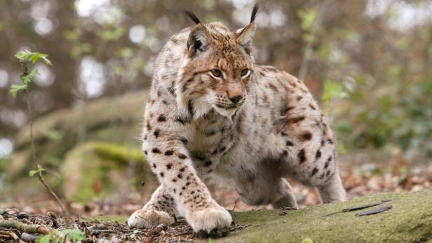 Wenn Luchs, Bär und Wolf den Wald verlassen