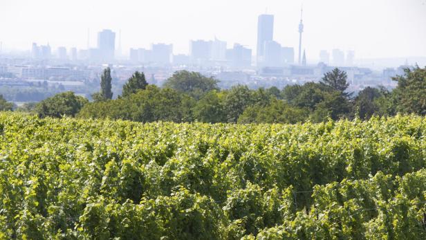 Debatte um Wiener Wein: Wie die Top-Winzer um ihre Rieden kämpfen