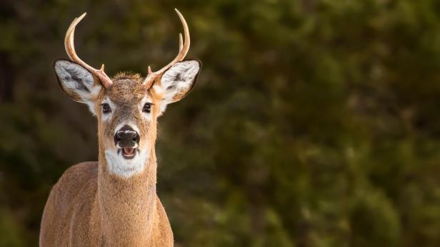 White-tailed Deer - Odocoileus virginianus