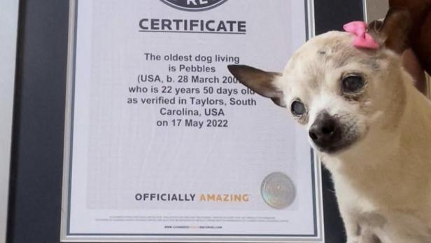 Rekordhalterin Pebbles mit ihrem Zertifikat aus 2021.